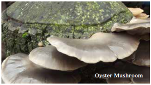 foraging experiences wild food uk Oyster Mushroom