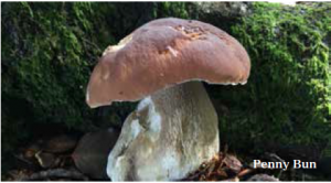 Foraging experiences wild food uk Penny Bun mushroom