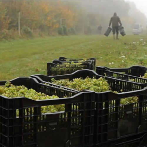 Hattingley Valley Grape Harvest