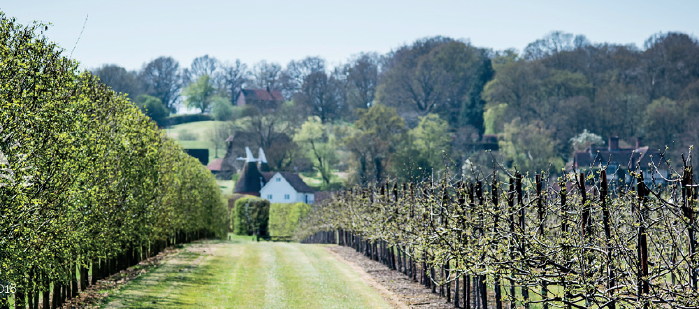 Wines of GB Vineyard