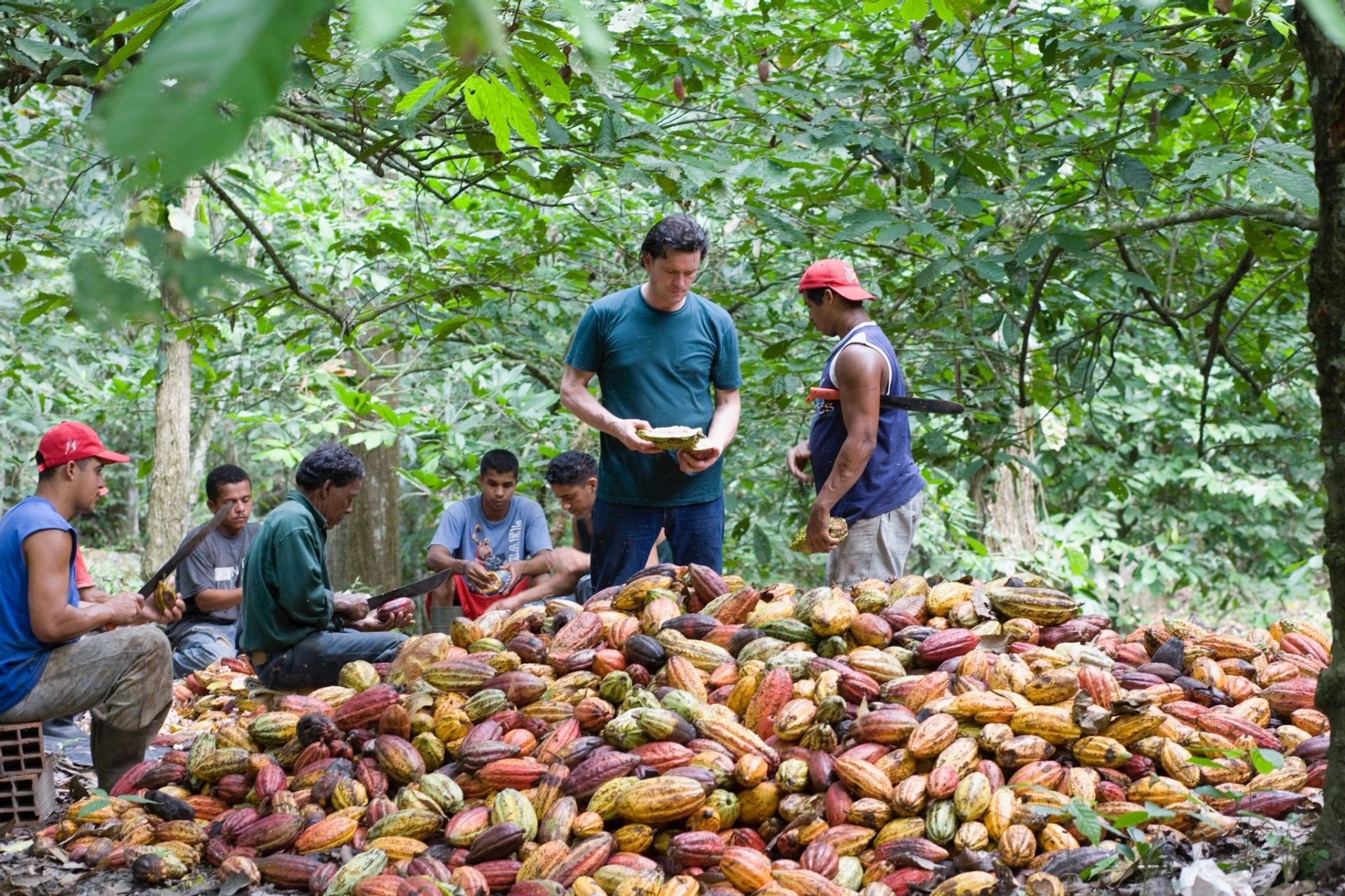 Willies Cacao Pod Selecting